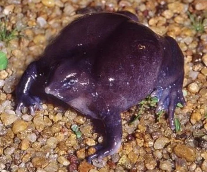 Aneh, Baru Pertama Kali Lihat Katak Ini, Warna Ungu Hidung Babi