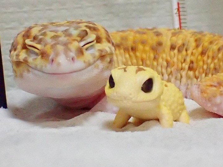 Gumush! Gecko Si Reptil Ramah yang Gemar Tersenyum