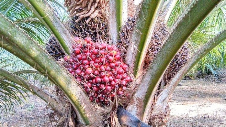 Alhamdulillah Berkah Ramadhan, Sepekan ke Depan Harga Jual Sawit Petani Riau Rp 2.835,54 Per Kg