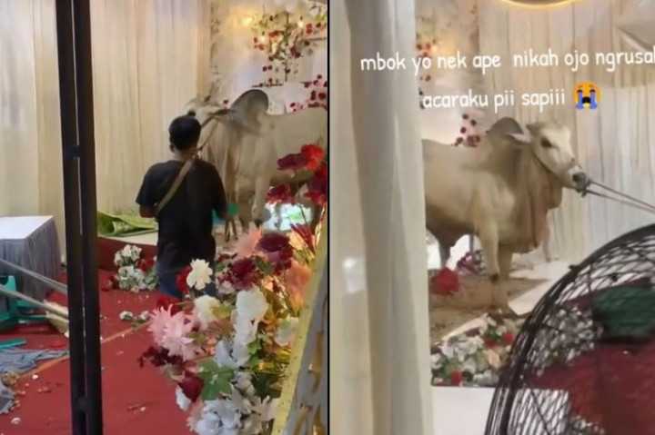 Nyesek tapi Lucu! Sapi Kurban Rebut Panggung Resepsi Sehari Sebelum Akad